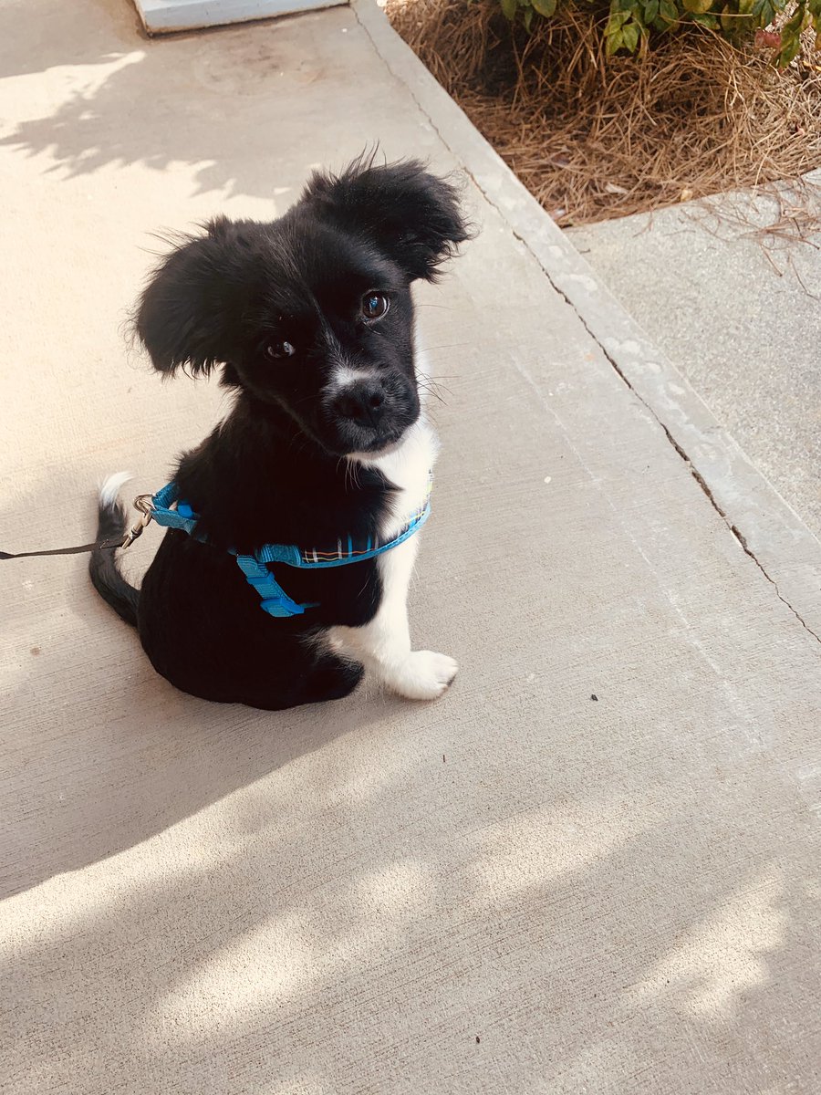 tammypearl's tweet photo. Quarantine day number one million, my husband and I arguing over who our cute puppy looks like. Cause you look like your dog. 😊 https://t.co/we9ahqF9ZW