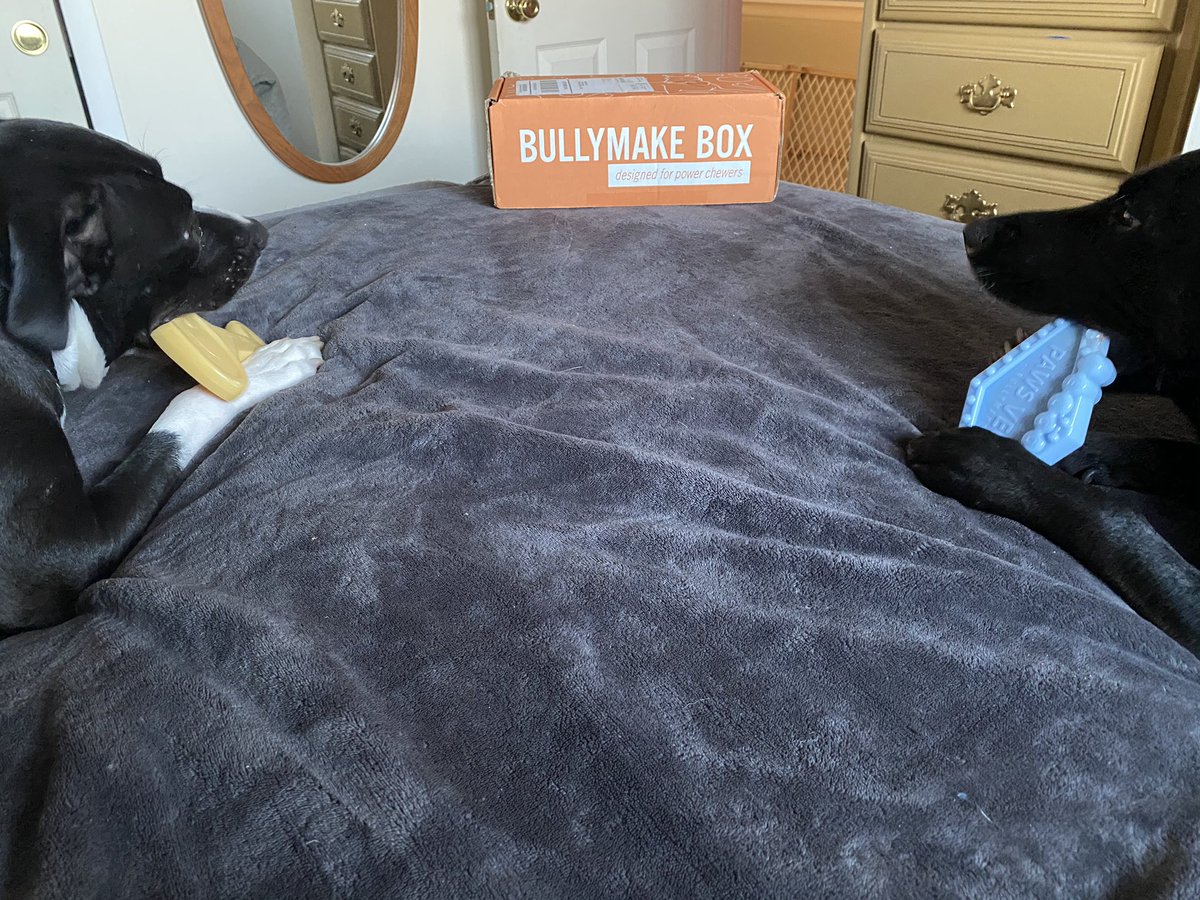 ShanKetelhut's tweet photo. It’s the best day of the month at our house! New treats and toys from @bullymake! Indestructible toys= happy dogs and happy dog parents! #bullymakebox #besttoysever https://t.co/dDgfhElmr7