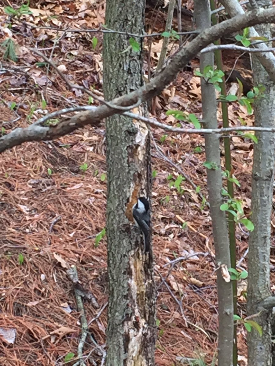 mlkarasik's tweet photo. This pair of black-capped chickadees was working on excavating a nesting cavity near a pond in my central CT neighborhood. The one flying in the first pic was sitting a few branches away, maybe protecting the mate #socialdistancebirding #birdclass https://t.co/tbnJBKcFZZ