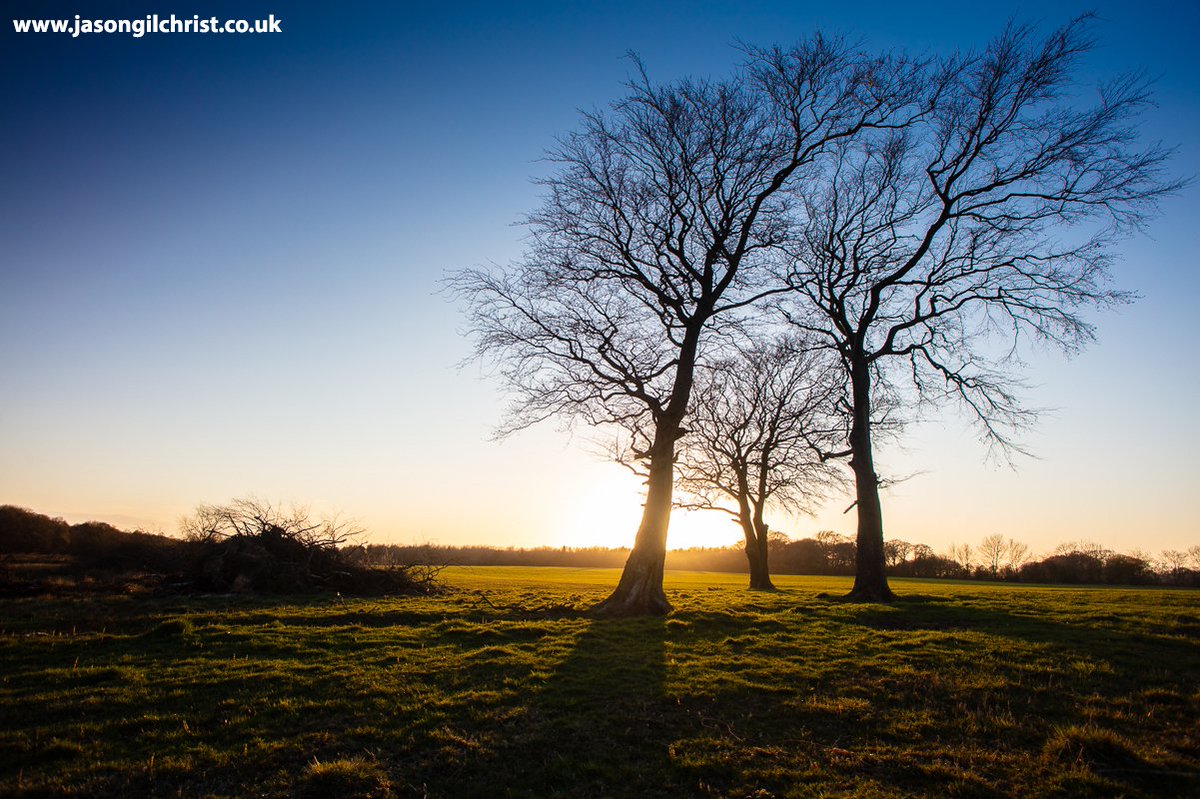 jgilchrist13's tweet photo. 3 trees @ sunset. Beech (Fagus sylvatica), somewhere in West Lothian (Bathgate-Blackburn-Seafield), Scotland. #trees #beech #treesilhouette #sunset #DailyExercise #StayLocal #OneExercise #lockdownexercise #landscape #StormHour #ThePhotoHour #WestLothian #Scotland #ScotlandIsNow https://t.co/aTWb4ENSZp