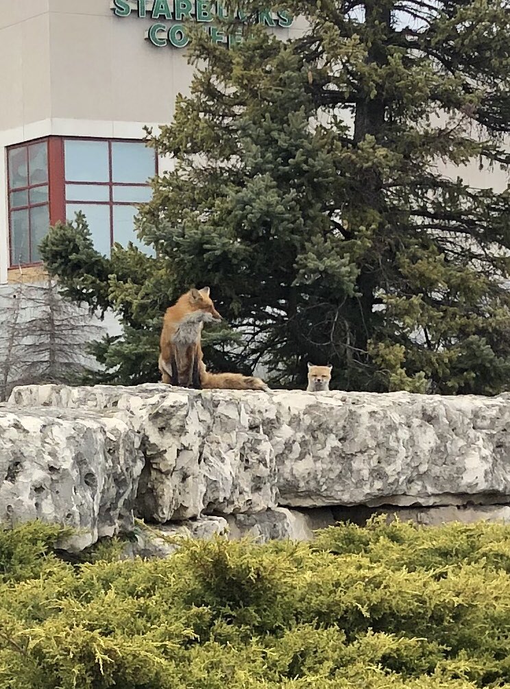 So, out for one of my Daily walks & decided to walk along as I headed to @Walmart for a few items. 

#KingstonRoad in the @TownOfAjax I discovered a family of of #Foxes.