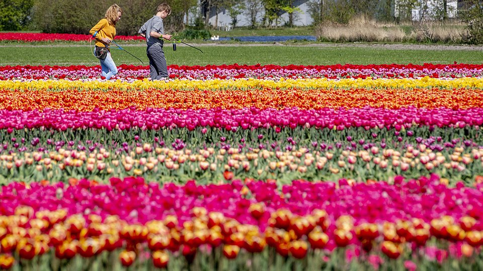 cgtnenespanol's tweet photo. Los campos de #tulipanes cerca de Lisse en los #PaísesBajos han entrado en el período de cosecha. Debido a la propagación de la nueva epidemia de COVID-19, el local está listo para cosechar con anticipación para evitar que una gran cantidad de turistas se reúnan. #coronavirus https://t.co/2UV0knadTw