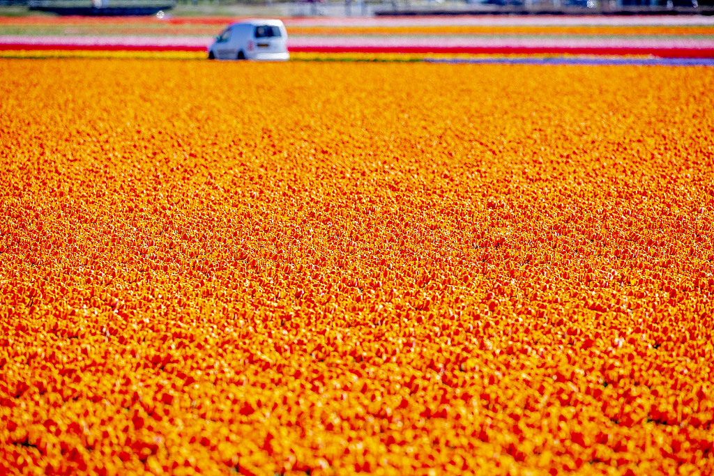 cgtnenespanol's tweet photo. Los campos de #tulipanes cerca de Lisse en los #PaísesBajos han entrado en el período de cosecha. Debido a la propagación de la nueva epidemia de COVID-19, el local está listo para cosechar con anticipación para evitar que una gran cantidad de turistas se reúnan. #coronavirus https://t.co/2UV0knadTw