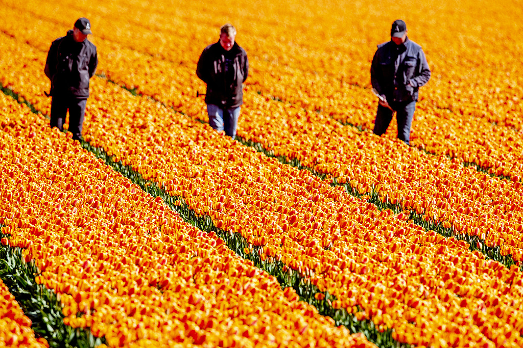 cgtnenespanol's tweet photo. Los campos de #tulipanes cerca de Lisse en los #PaísesBajos han entrado en el período de cosecha. Debido a la propagación de la nueva epidemia de COVID-19, el local está listo para cosechar con anticipación para evitar que una gran cantidad de turistas se reúnan. #coronavirus https://t.co/2UV0knadTw