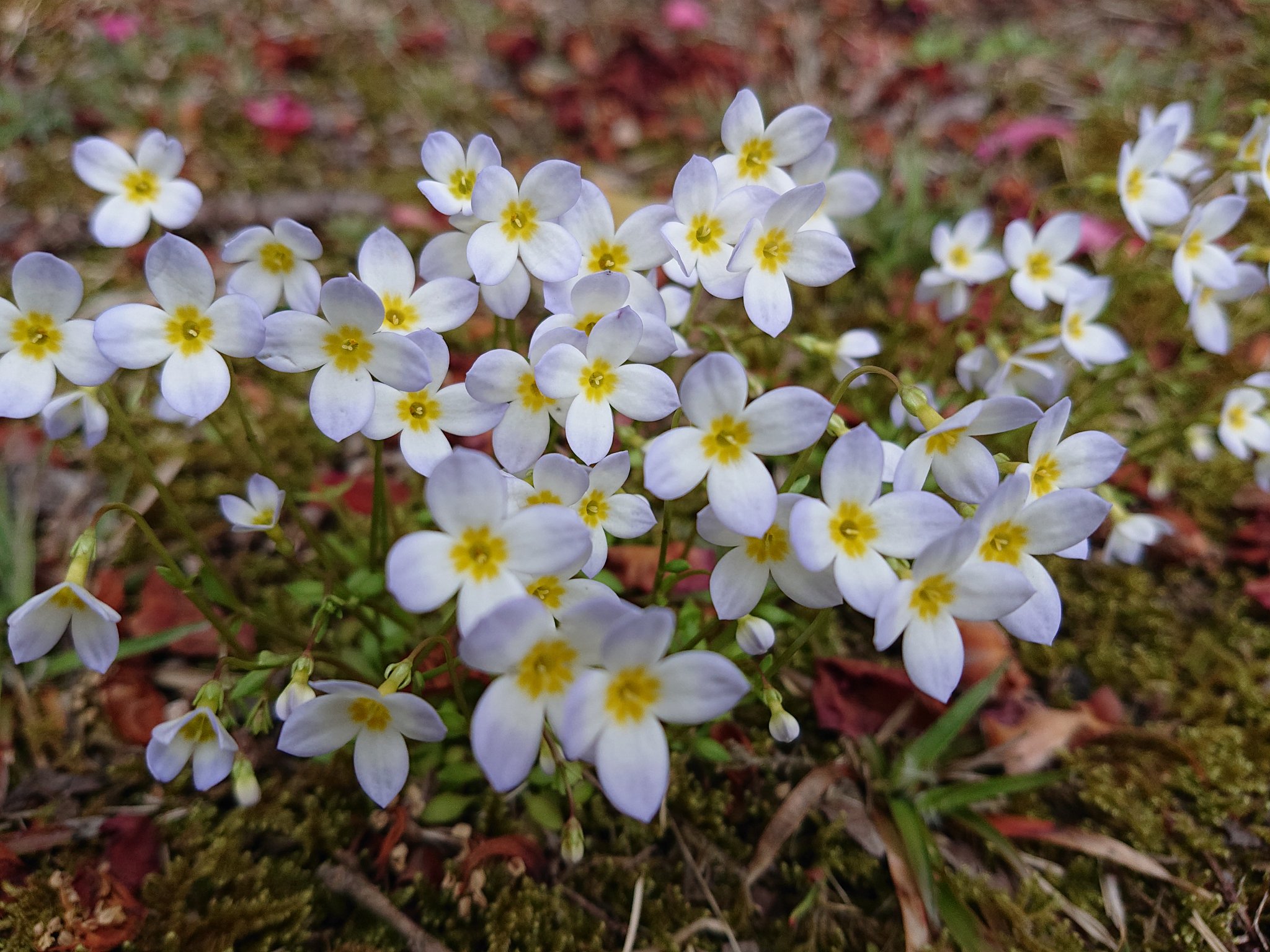 みぃ おはようございます トキワナズナ 常磐薺 ヒナソウ 雛草 花 花写真 花写っと お写ん歩 はなまっぷ T Co N3i7lovuwf Twitter
