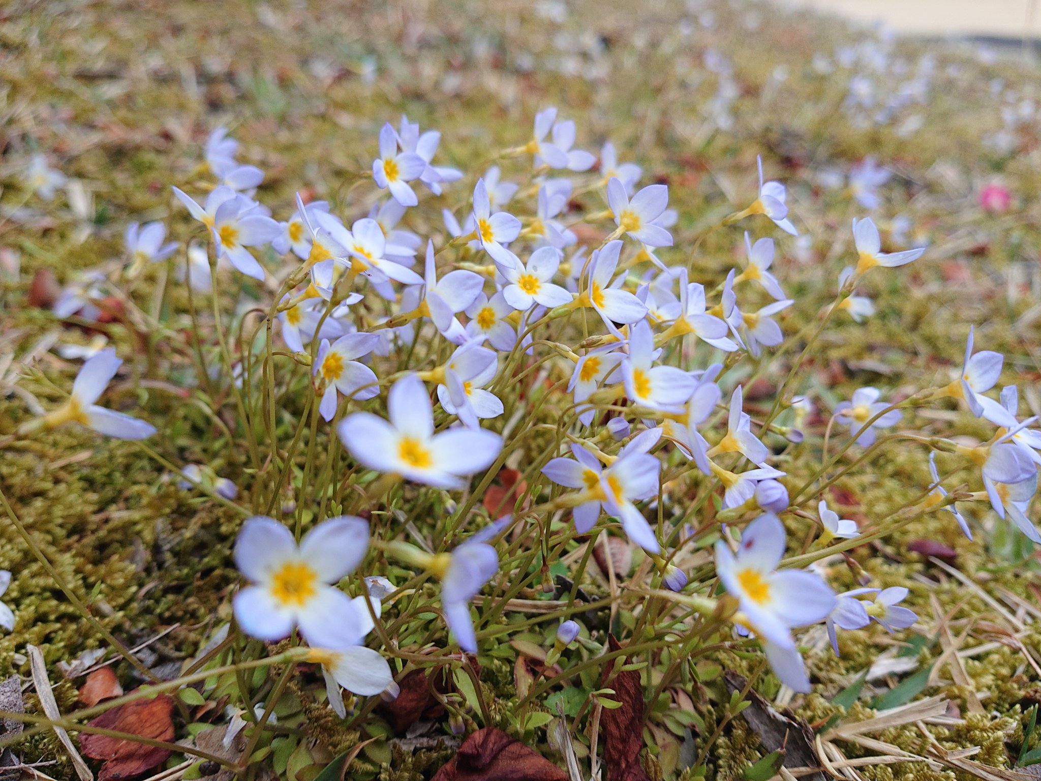 みぃ おはようございます トキワナズナ 常磐薺 ヒナソウ 雛草 花 花写真 花写っと お写ん歩 はなまっぷ T Co N3i7lovuwf Twitter