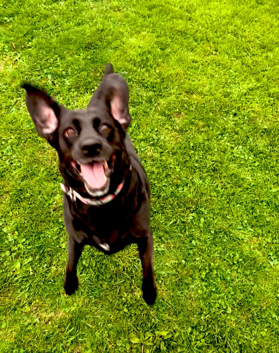 dharmaandsam's tweet photo. Dis is what a zombie sees when Iβm chasin dems! π§ββοΈ Betta run! @ZombieSquadHQ #ZSHQ #dogsoftwitter #chasingzombies https://t.co/7T9JLSV1Lm