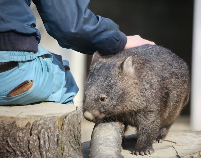 高野 充彦さん がハッシュタグ 茶臼山動物園 をつけたツイート一覧 1 Whotwi グラフィカルtwitter分析