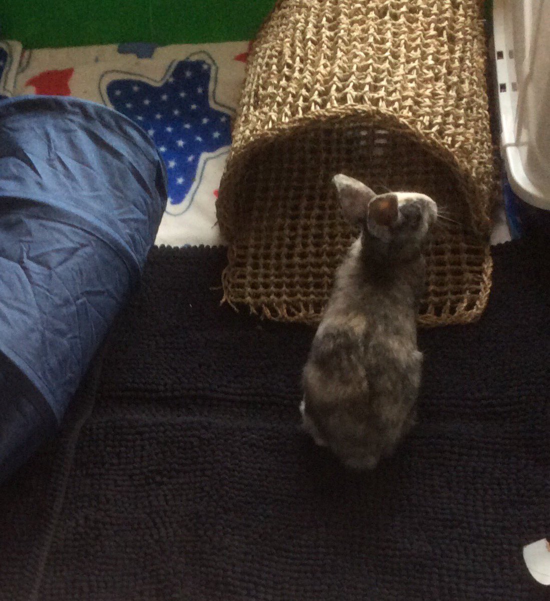 Neish39's tweet photo. Morning π
#bunnyrabbit #bunny #rabbit #guineapigs #guineapig #cccage #fleeceliners https://t.co/yRYj7rgCdn