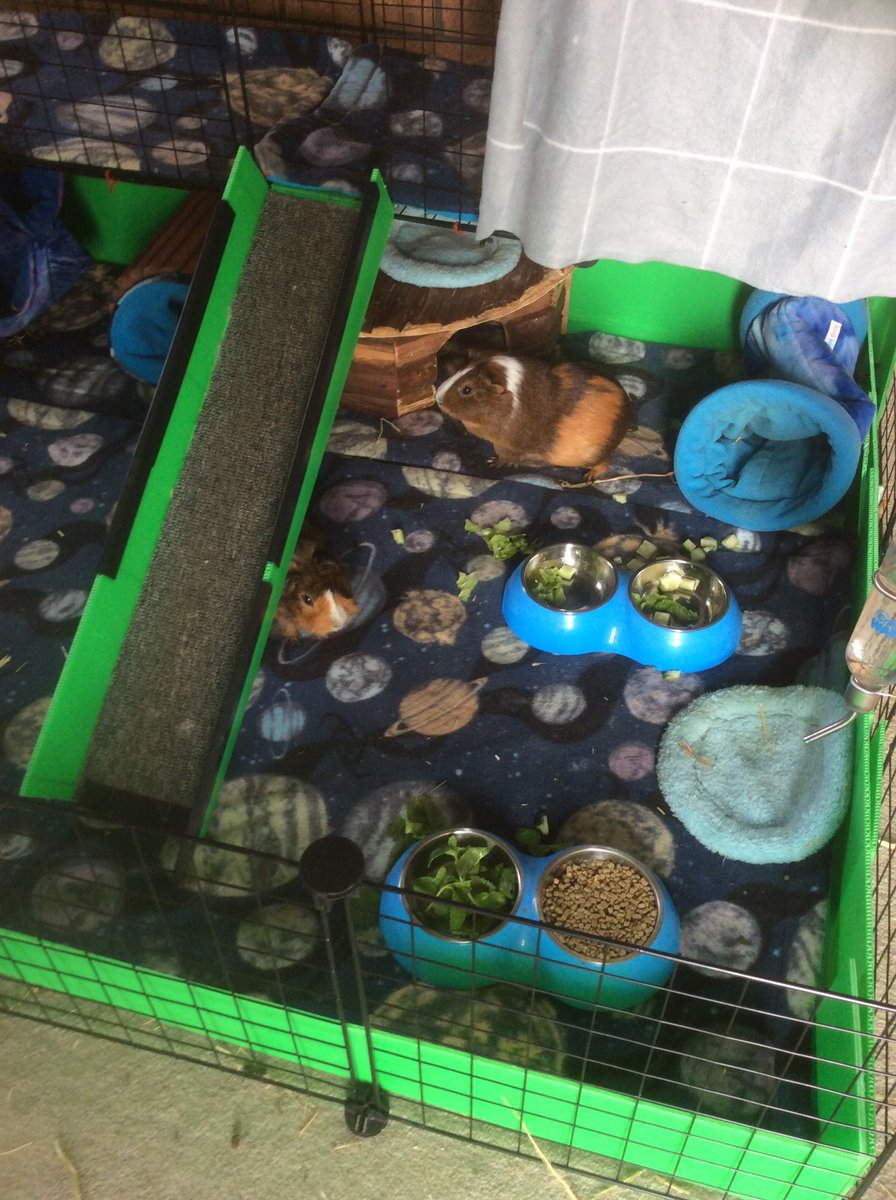 Neish39's tweet photo. Morning π
#bunnyrabbit #bunny #rabbit #guineapigs #guineapig #cccage #fleeceliners https://t.co/yRYj7rgCdn