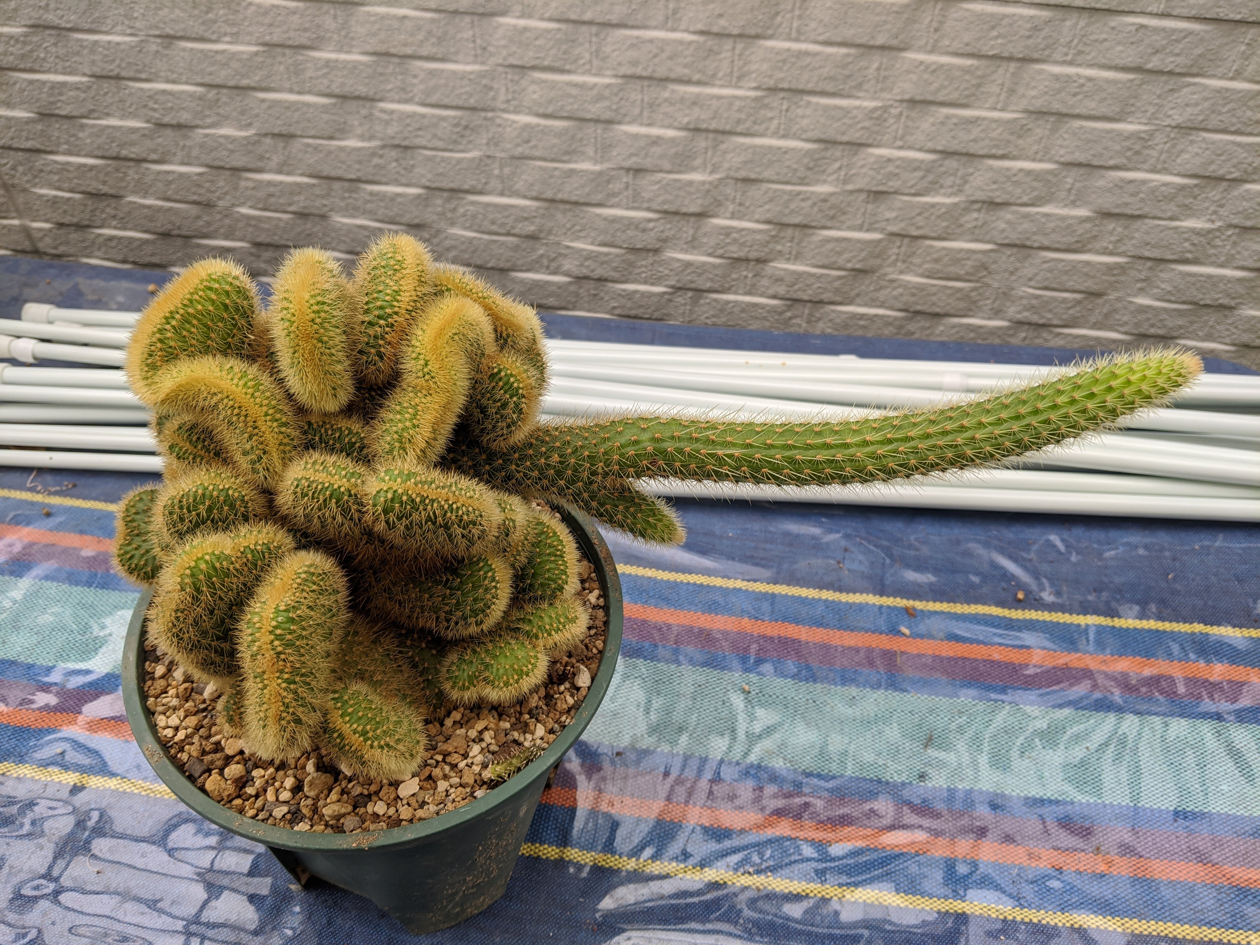 ながぴい On Twitter こーいう変な形に育ってしまったサボテンはいったいどうすればいいのか Https T Co Vdlmzmbadt Twitter