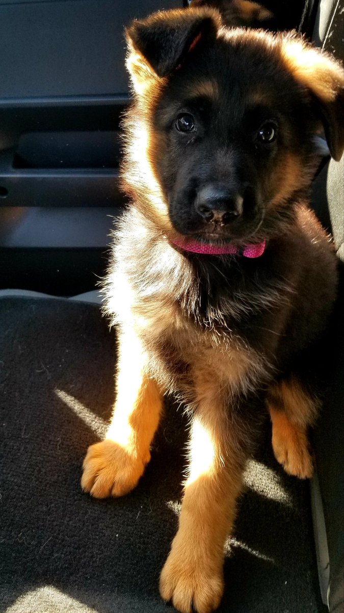 FRANKSKI's tweet photo. Welcome the newest member to the Ski Family, 9 week old Zura.
West German Import SV1 Line.
Big ass paws...
@fullcontactk9 Evan here she comes!
#familyprotectiondogs
#WestGermanShepherd #germanshepherdsofinstagram
#germanshepherds https://t.co/2lXLEPaN85
