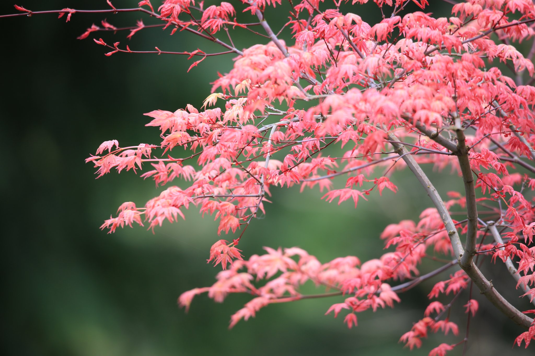 Apple - もみじ Momiji-En Bonsai & Garden (@MomijiEnBonsai) / X