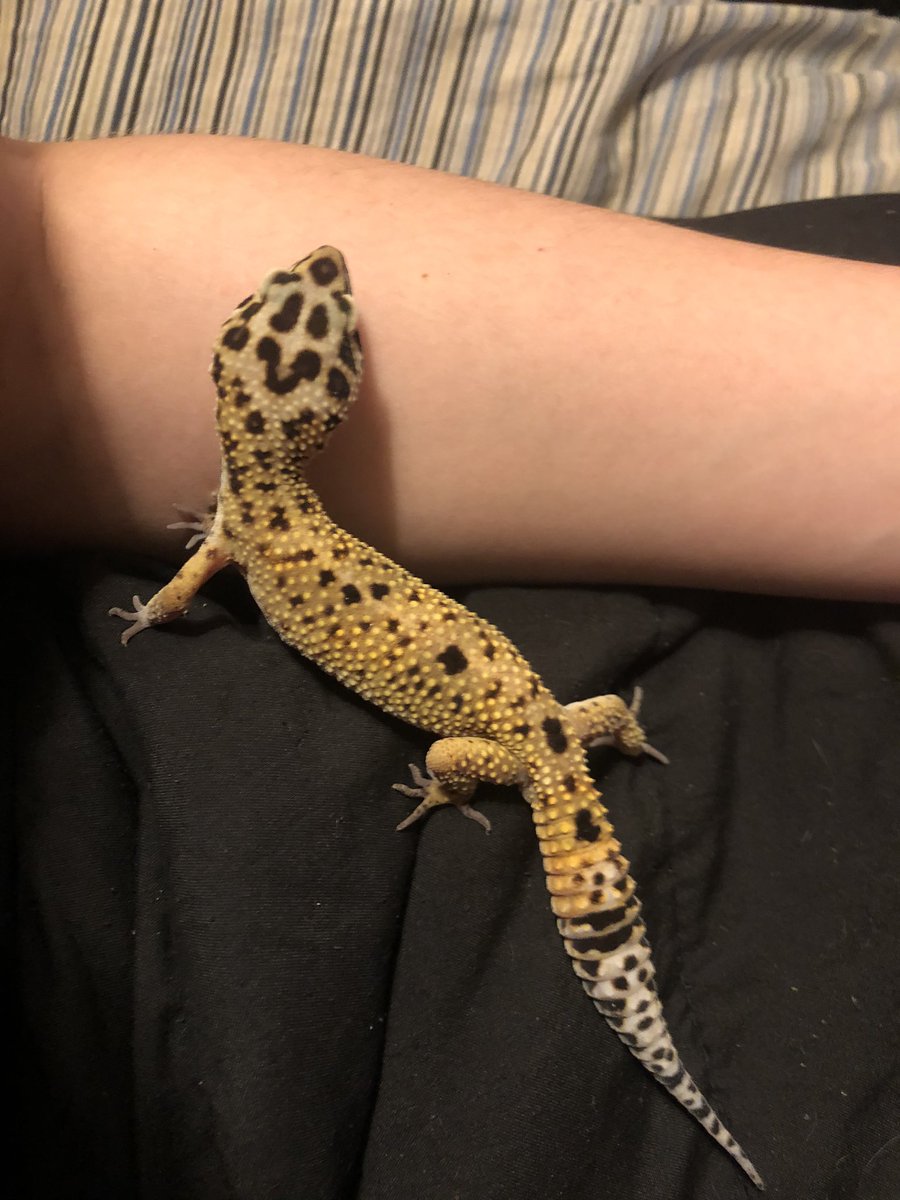 asexoticanimals's tweet photo. A little smile goes a long way! #happylizard #leopardgecko https://t.co/dz7j2wge5v