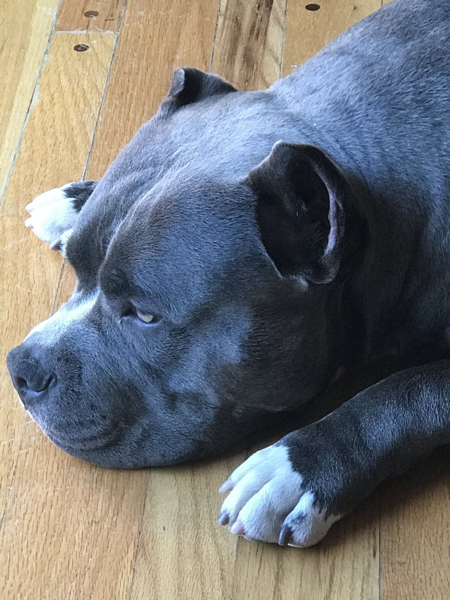 CoachReedLive's tweet photo. This dude acts like he works a full time job and he’s always just getting off. #americanbully #razorsedge #gottiline #abkc #abkcamericanbully. https://t.co/T003RA7Y13