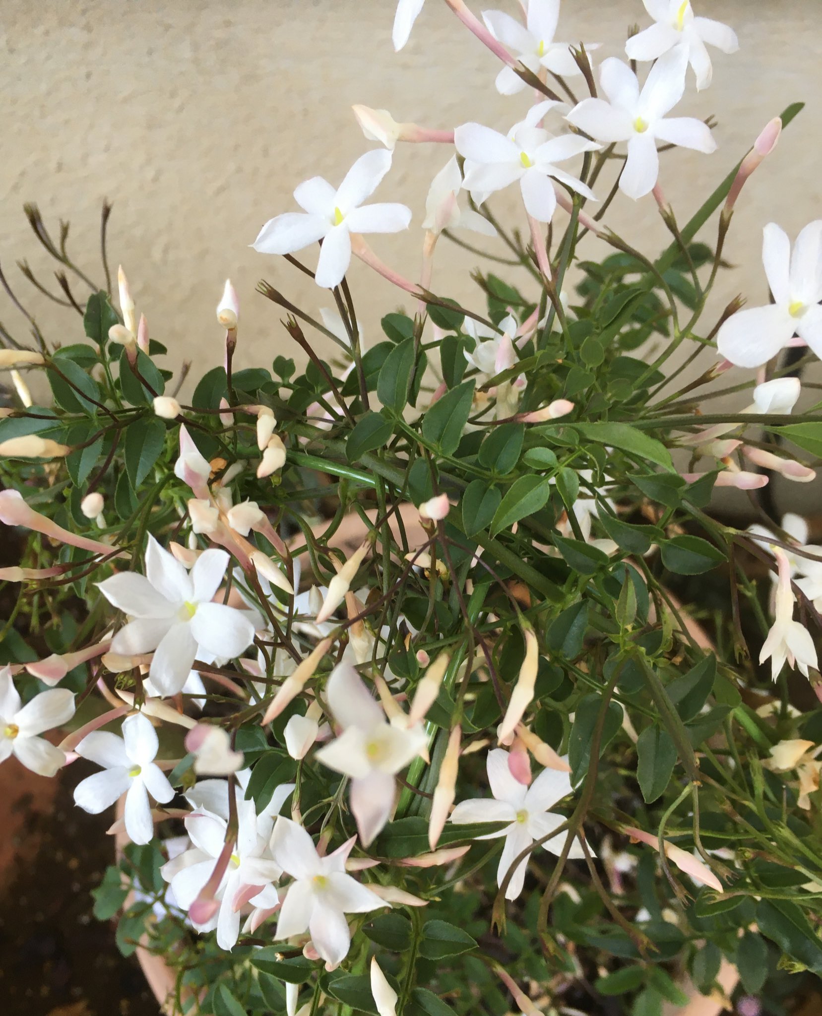 Midori 商店街のお花屋さんで ハゴロモジャスミン の鉢植えを発見 蔓の成長が遅く育てるのに手間がかかるから あまり市場に出ない とのこと 一年中外に植えっぱなしでokだそうです 我が家の挿木 ジャスミンも今日から外に出しました どっちも成長