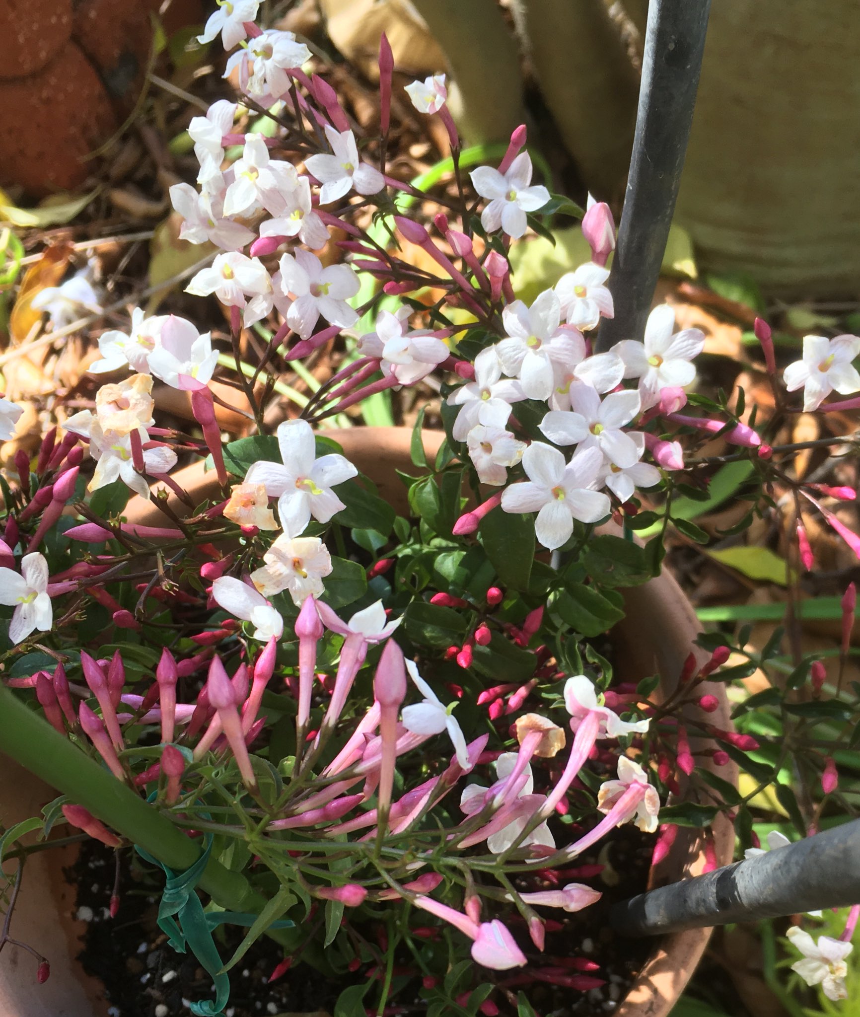 Midori 商店街のお花屋さんで ハゴロモジャスミン の鉢植えを発見 蔓の成長が遅く育てるのに手間がかかるから あまり市場に出ない とのこと 一年中外に植えっぱなしでokだそうです 我が家の挿木 ジャスミンも今日から外に出しました どっちも成長