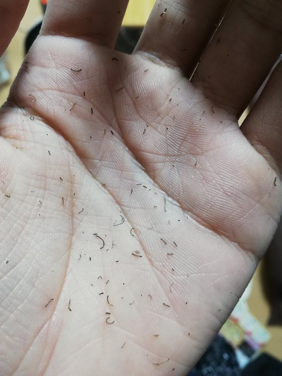 錦山 The レインボー Auf Twitter ありがとうございます 髪が燃えてたのは色々落ち着いた後から気付いたので対処も何も無かったですw 髪 触ったら焼けた髪の先っちょがかすれてこんなにポロポロ落ちてきました