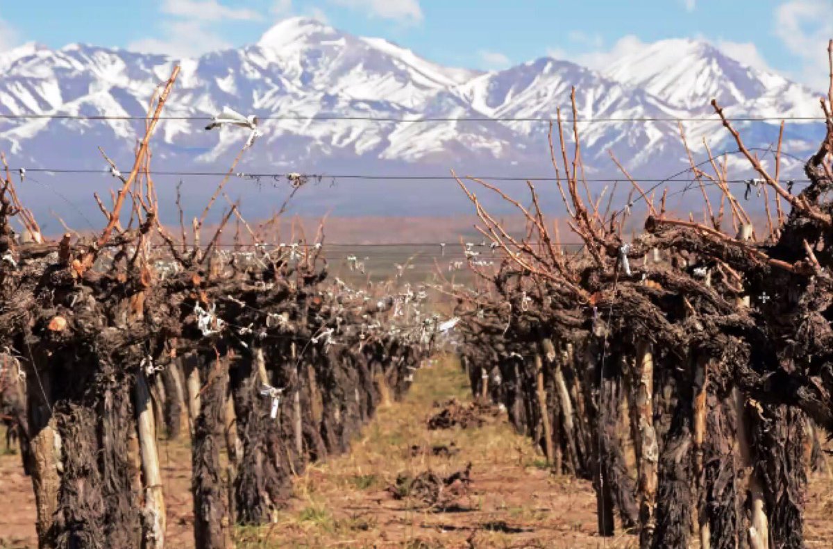 NOTA: 🍇La viticultura en el Valle de Calingasta - San Juan 🌄 contado por Pancho Bugallo <a href="/panchobugallo/">CaraSur Barreal</a> 
Primera parte. El lunes la segunda. IMPERDIBLE 
angelyvino.blogspot.com/2020/04/el-val…