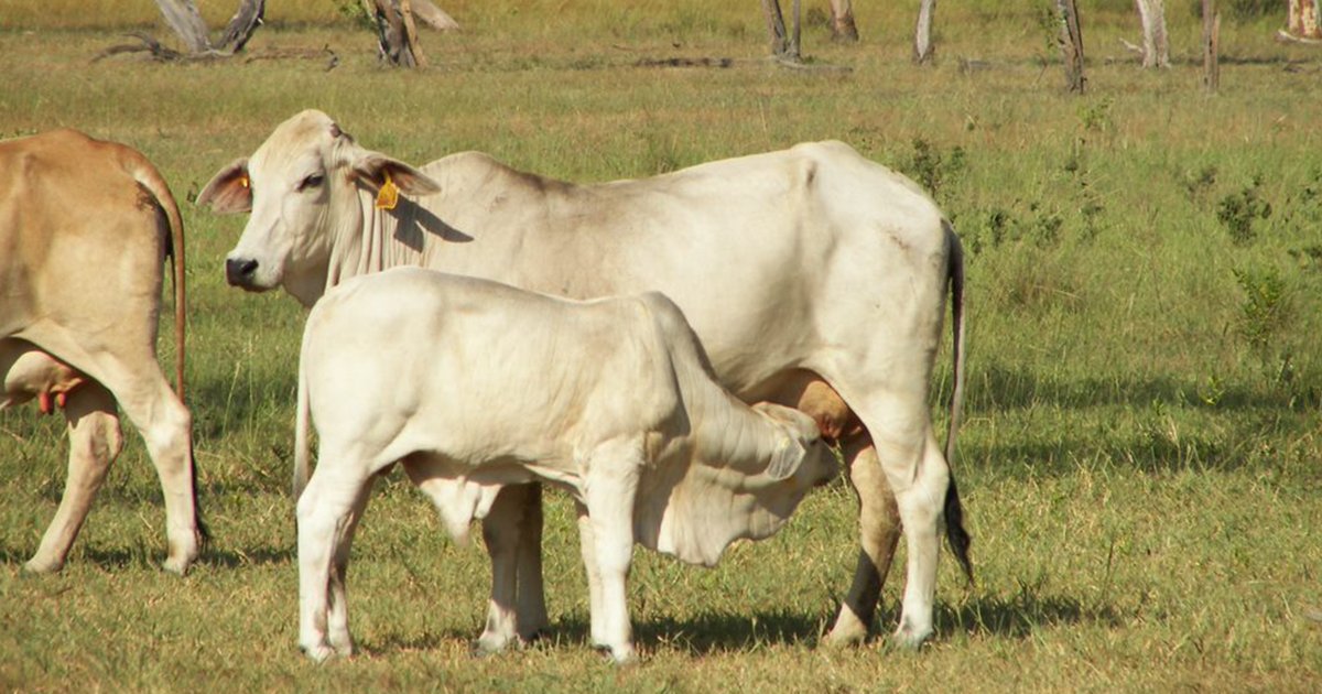 meatlivestock's tweet photo. SURVEY: Help us better understand trends in herd size and reproductive management practices, quantify calf loss and identify risk factors that contribute to neonatal mortality in southern Australian herds. Take the survey here 👉  https://t.co/9AUihIuWsU @unimelb #AgChatOz https://t.co/v01FB2ceMr