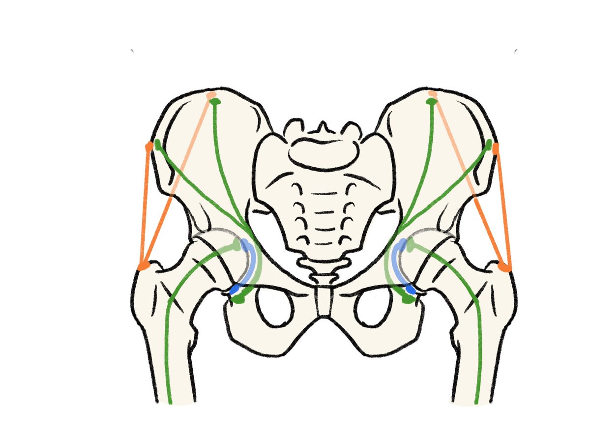 「この張力モデル、骨盤と大腿骨に対する、大腿骨頭靱帯と中殿筋関係に見えます。 ht」|伊豆の美術解剖学者のイラスト