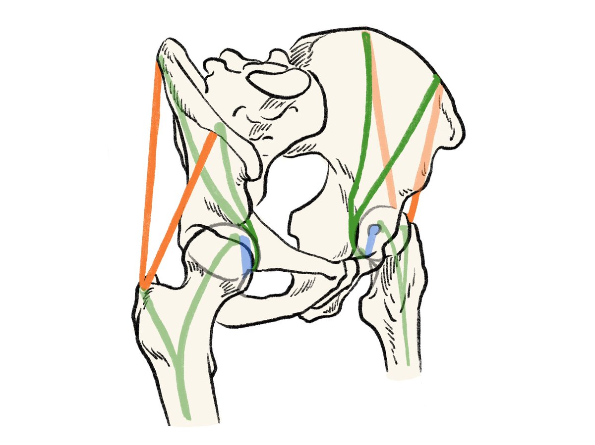 「この張力モデル、骨盤と大腿骨に対する、大腿骨頭靱帯と中殿筋関係に見えます。 ht」|伊豆の美術解剖学者のイラスト