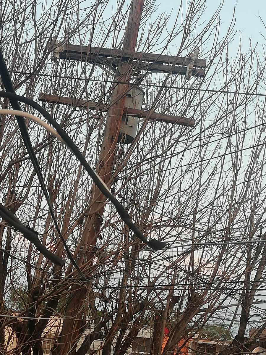 Connycer's tweet photo. @GobSanNicolas los vecinos de la calle San Félix Colonia San Cristóbal. Solicitamos ayuda. árbol seco después de un corto con el transformador ahora da "toques".. Dueño es un hombre 3er edad que vive solo https://t.co/OGMDs3u6Tz