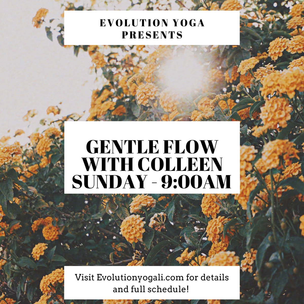 evolutioncandle's tweet photo. Exciting yoga flow tomorrow. https://t.co/ZIQxA9Mn1F