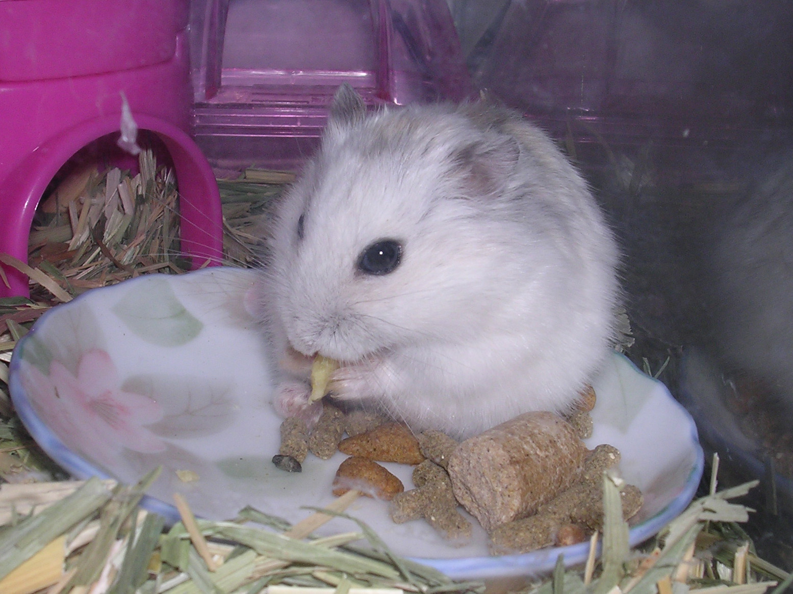 きよたん モモちゃん 冬毛のハムスターでした 迎えたときはパールだと思っていたら 毛の根元が黒くて 2か月後にはブルーサファイアっこに ビックリでした ハムスター 冬毛 T Co 2uxhdwh91n Twitter