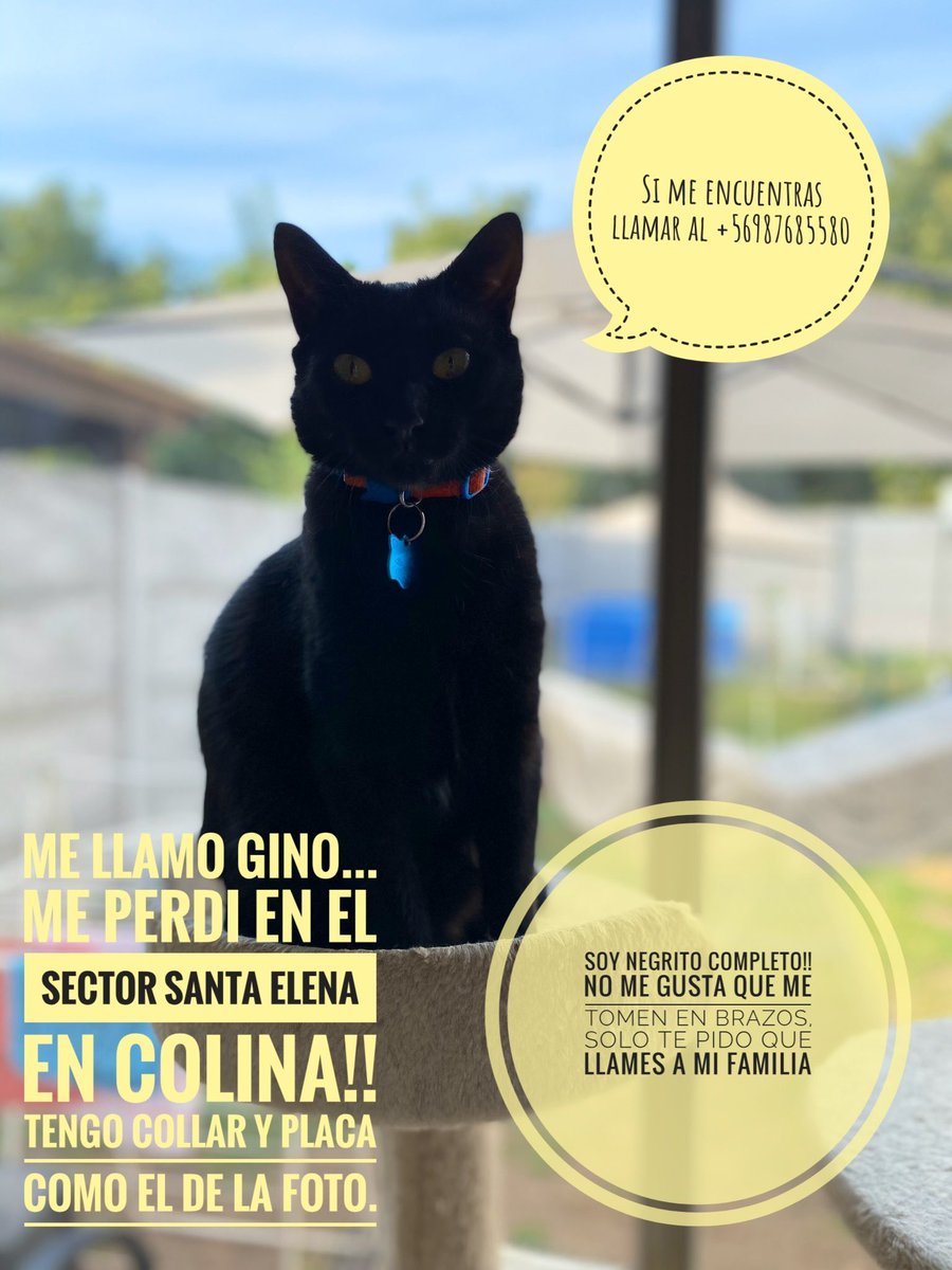 consultadelgato's tweet photo. Atención vecinos de colina 🐈 perdido. Se llama Gino. Llamar a su dueña en caso de verlo. Teléfono en la foto. Gracias! https://t.co/jfHJHhMxaU