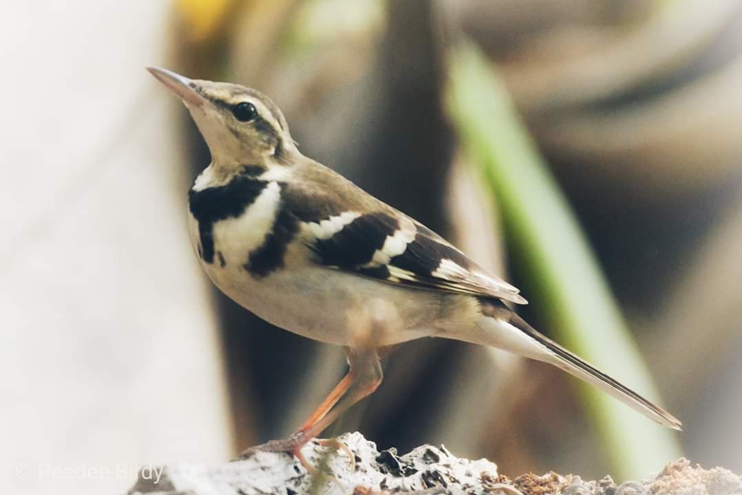 ANDAMAN AVIANS CLUB tweet media