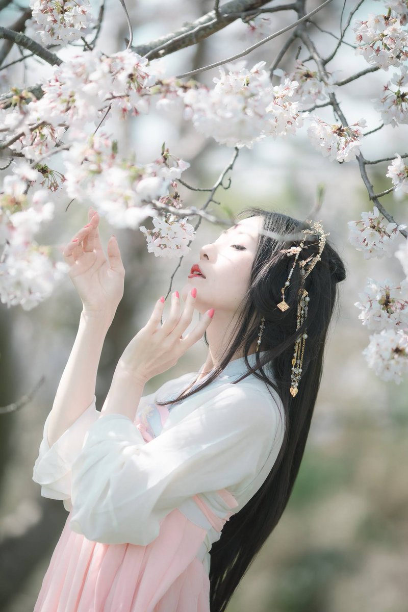 激安の マジック桜ミニ Magic桜 木花咲耶姫 パッケージ お祝い プレゼント コノハナサクヤヒメ フジテレビ ノンストップ で紹介されました Supplystudies Com
