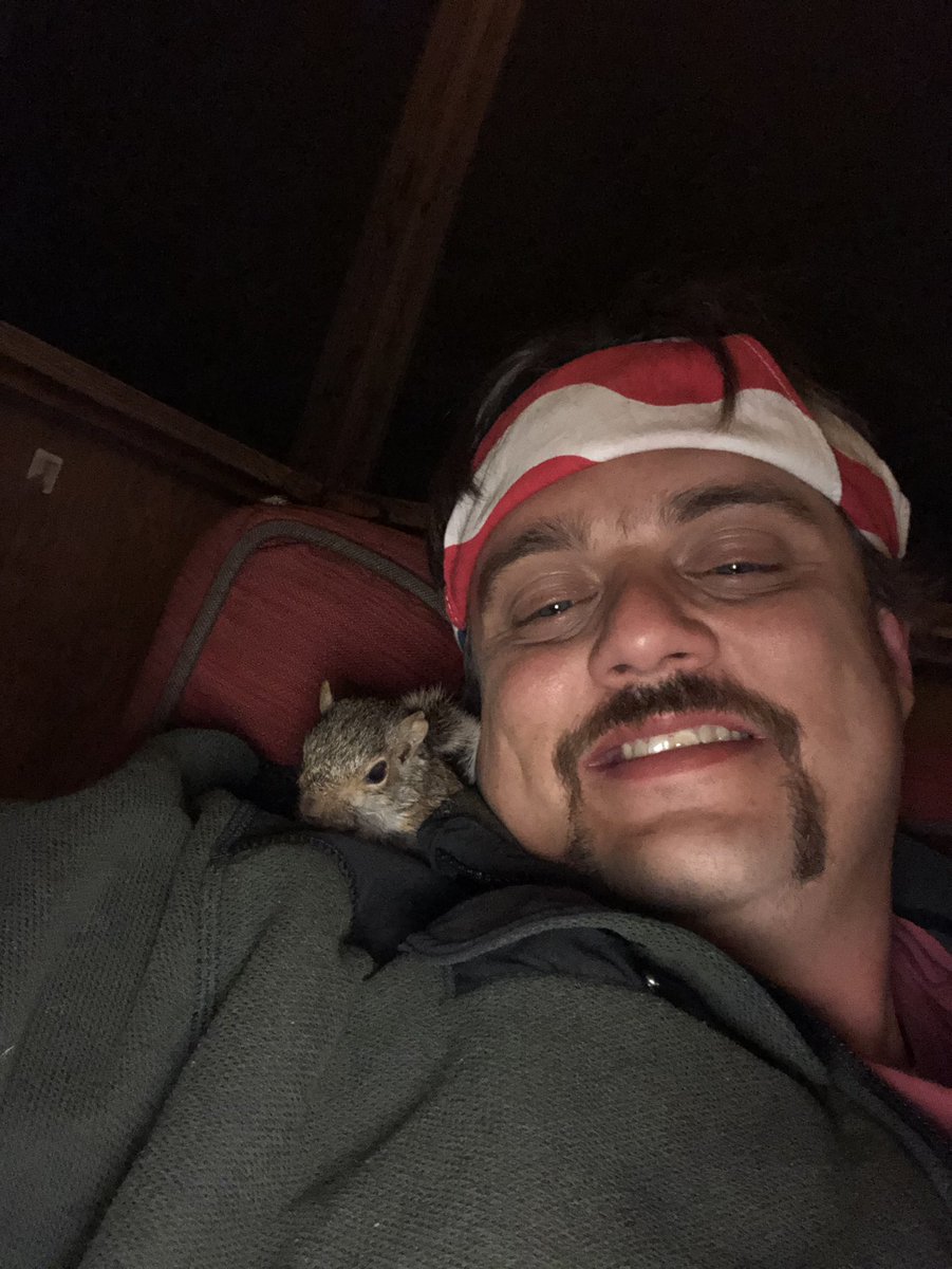 jthomasNC's tweet photo. #squirrels #squirrelsoftwitter @MrBeastYT @pulte  look at this little guy.
Meet Bushy the squirrel https://t.co/ApT0bNiPvo