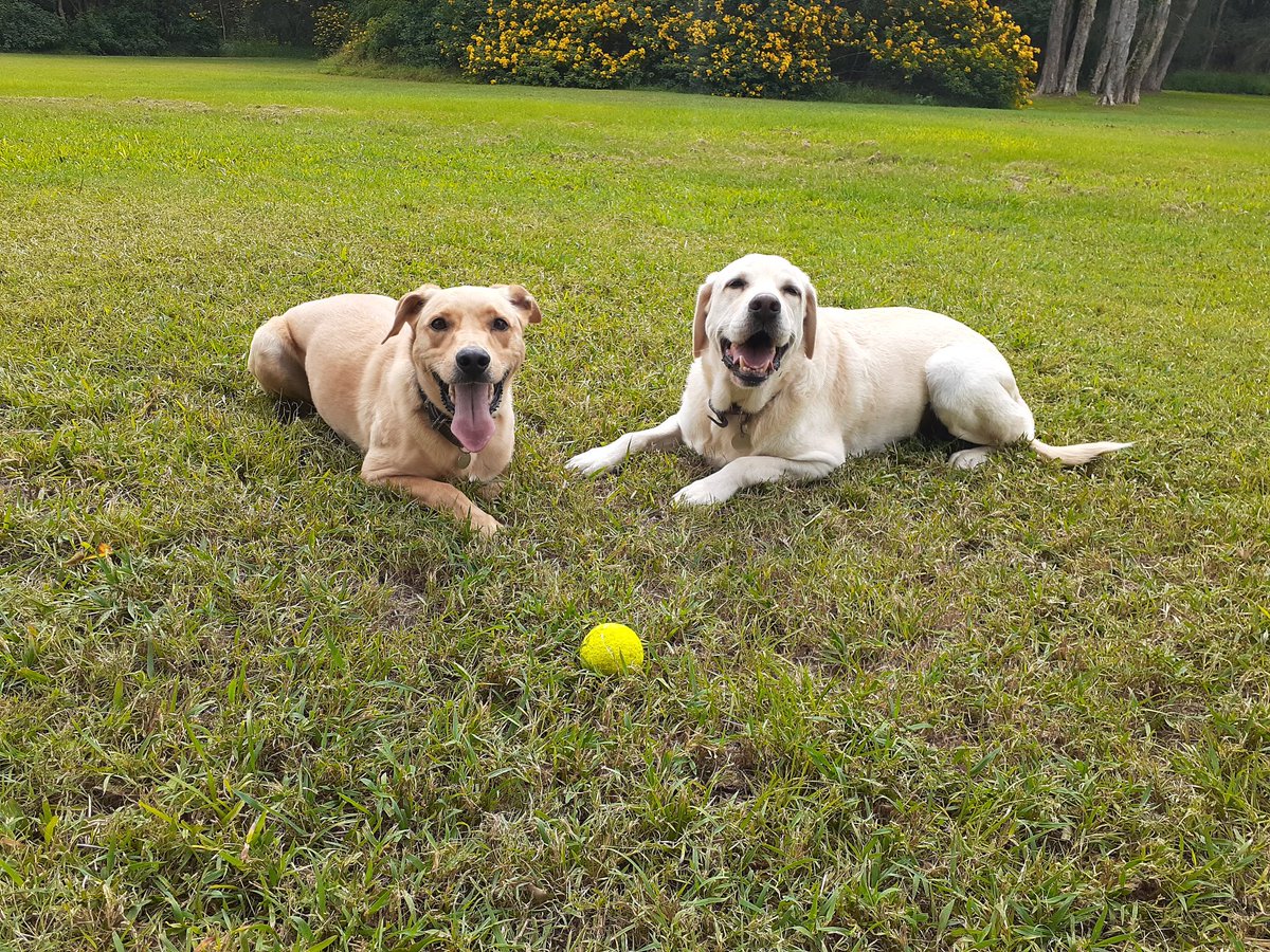 keithybroome's tweet photo. Morning workout done with Mario and Baxter stay fit stay calm. Eat well. #HealthyAtHome #marioandbaxter #exercise #dogslife https://t.co/2TIMMEMWVs