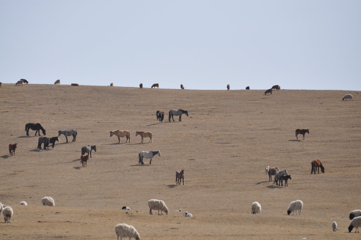 HTMongolia's tweet photo. Hello from Mongolia - here's just a few of our six million or so horses...plus some sheep for good measure.

#Mongolia #comeridewithus #makeadifference #freerange #besthorses #bestguides #adventure #VelooFoundation https://t.co/7MikeLJ8M4