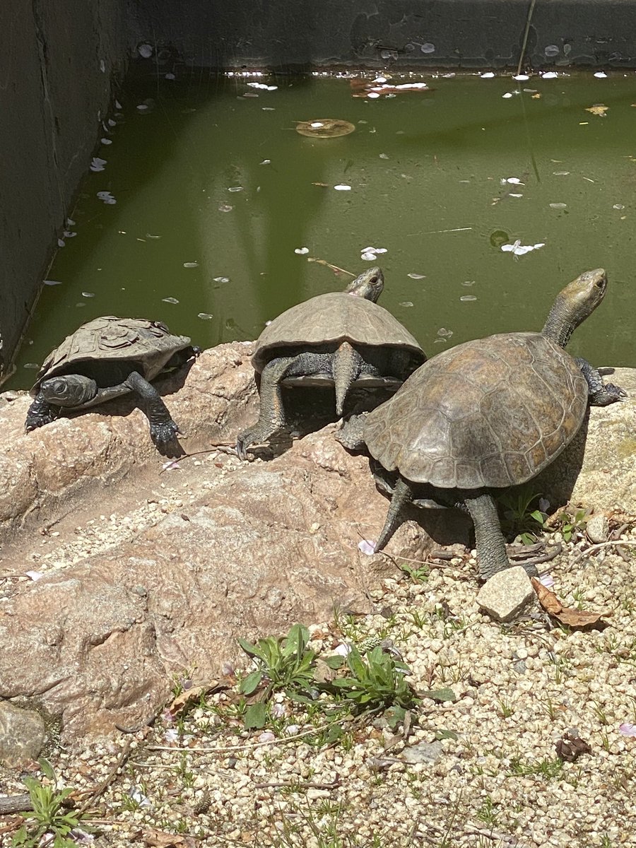 飯田市動物園 公式 No Twitter 5000人ありがとう企画 8 48 ニホンイシガメ 冬は冬眠中だったイシガメが目を覚ましたぞ みんなで甲羅干しをしてる様子をぜひ見に来てね Iida48 飯田市動物園 ニホンイシガメ