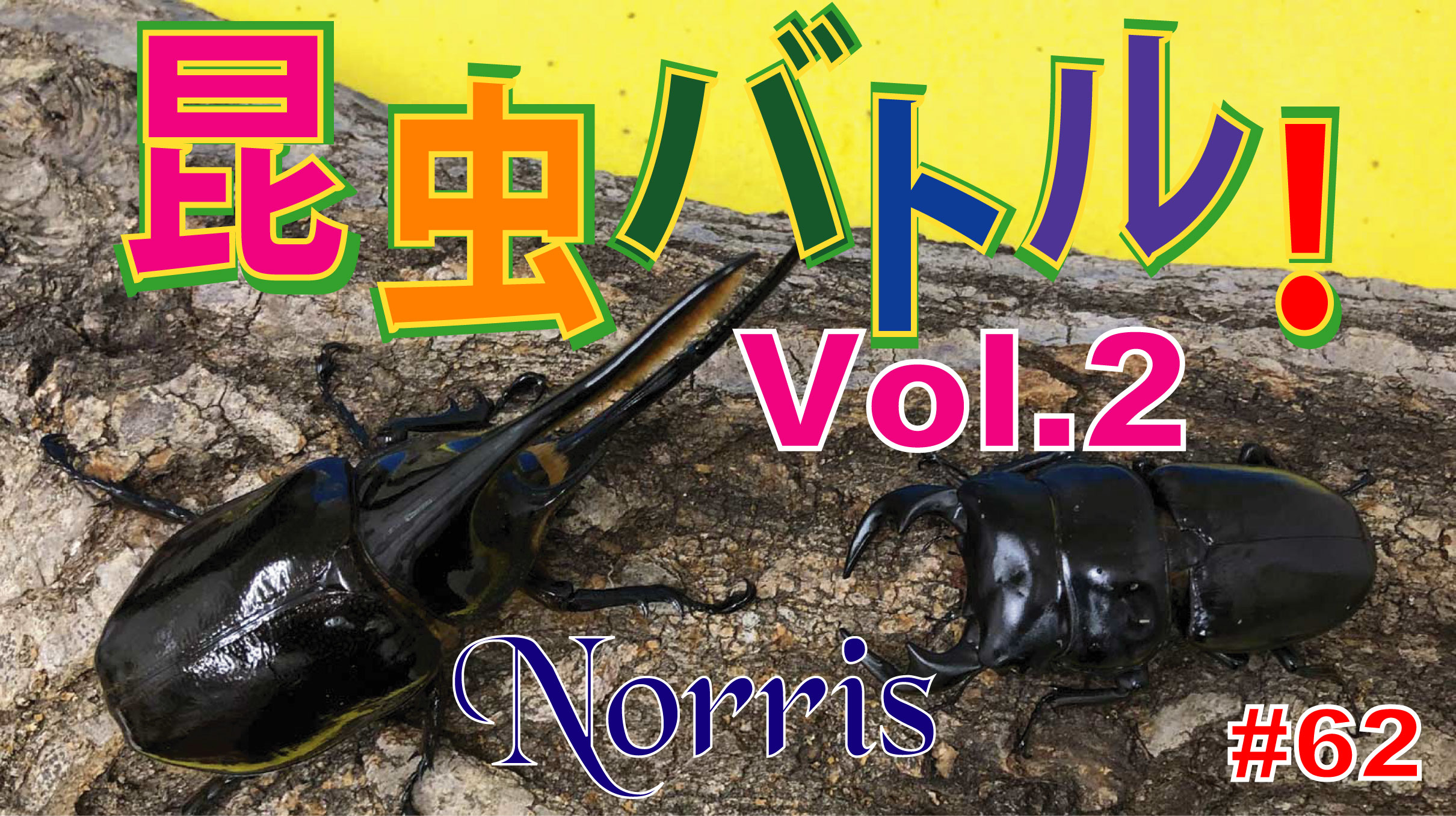 ノリス Insect Lovers Youtubeに最新の動画をアップしました 大好評でした昆虫バトル の続編です 昆虫バトル Vol 2 是非 お子様とご一緒にご視聴下さい 昆虫バトル ネプチューンオオカブト アンタエウスオオクワガタ Youtubeの動画はこちらから