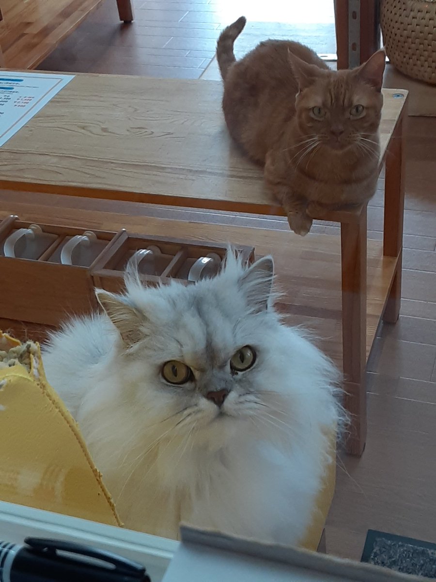50年以上 猫 カフェ ち ぐら 50年以上 猫 カフェ ち ぐら