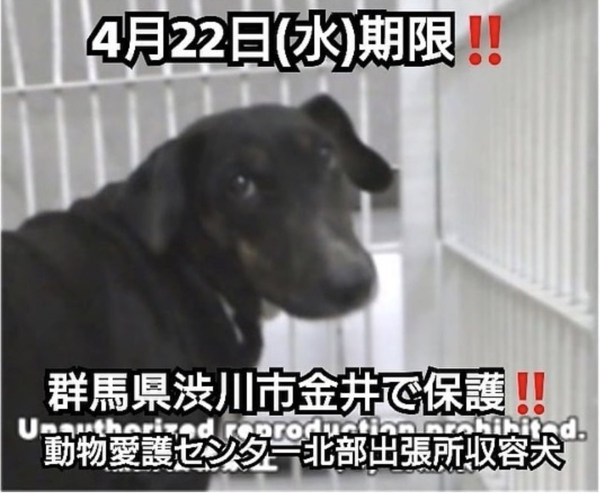 タコ ちゃん 中型 迷子犬 迷い犬 群馬県前橋市嶺町 雑種 おとなしい 中型 前橋保健所収容犬 迷子犬 迷い犬 群馬 群馬県 群馬県動物愛護センター 前橋市 迷子 迷子犬の掲示板 迷子犬情報 迷子犬捜索 迷子関東 迷子 ダックス迷子 タコ ちゃん 中型 迷子犬 迷い犬 群馬県前橋市嶺町 雑種 おとなしい 中型 前橋保健所収容犬 迷子犬 迷い犬 群馬 群馬県 群馬県動物愛護センター 前橋市 迷子 迷子犬の掲示板 迷子犬情報 迷子犬捜索 迷子関東 迷子 ダックス迷子