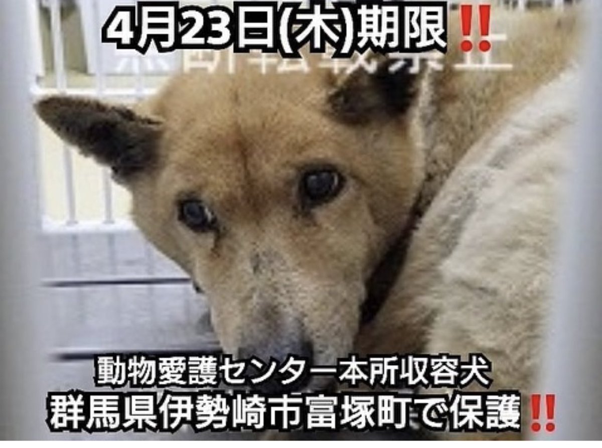 タコ ちゃん V Twitter 中型 迷子犬 迷い犬 群馬県前橋市嶺町 雑種 おとなしい 中型 前橋保健所収容犬 迷子犬 迷い犬 群馬 群馬県 群馬県動物愛護センター 前橋市 迷子 迷子犬の掲示板 迷子犬情報 迷子犬捜索 迷子関東 迷子 迷子犬の掲示板関東 タコ ちゃん V Twitter 中型 迷子犬 迷い犬 群馬県前橋市嶺町 雑種 おとなしい 中型 前橋保健所収容犬 迷子犬 迷い犬 群馬 群馬県 群馬県動物愛護センター 前橋市 迷子 迷子犬の掲示板 迷子犬情報 迷子犬捜索 迷子関東 迷子 迷子犬の掲示板関東