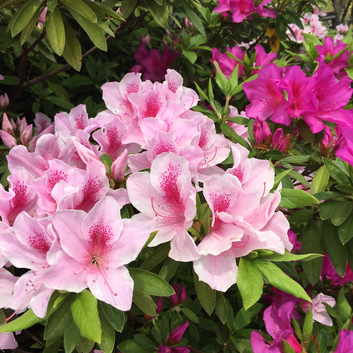 林 よしえ イラスト 絵本 お散歩中の目を楽しませてくれるお花 植えて育ててくれてる人たち ありがとう タイムラインに花を