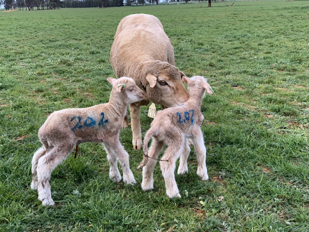 AloeburnPoll's tweet photo. @AnthonyCloseKW @kurra_wirra Agree completely, merino ewes are excellent mothers, they just need to be well fed and cared for, makes sense for a livestock producer to ensure best animal husbandry. 😊👍 https://t.co/S03brYvnBA