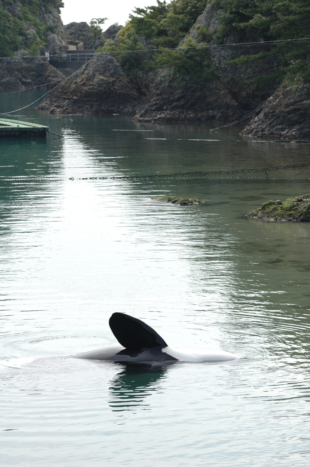 雪野 太地町クジラの博物館 シャチ ナミ ここは入り江で 奥は海になってます 単にネットで仕切られているだけという 野趣溢れる光景 行った事のある水族館は多くないのですが ここまで自然な場所は珍しい部類かと