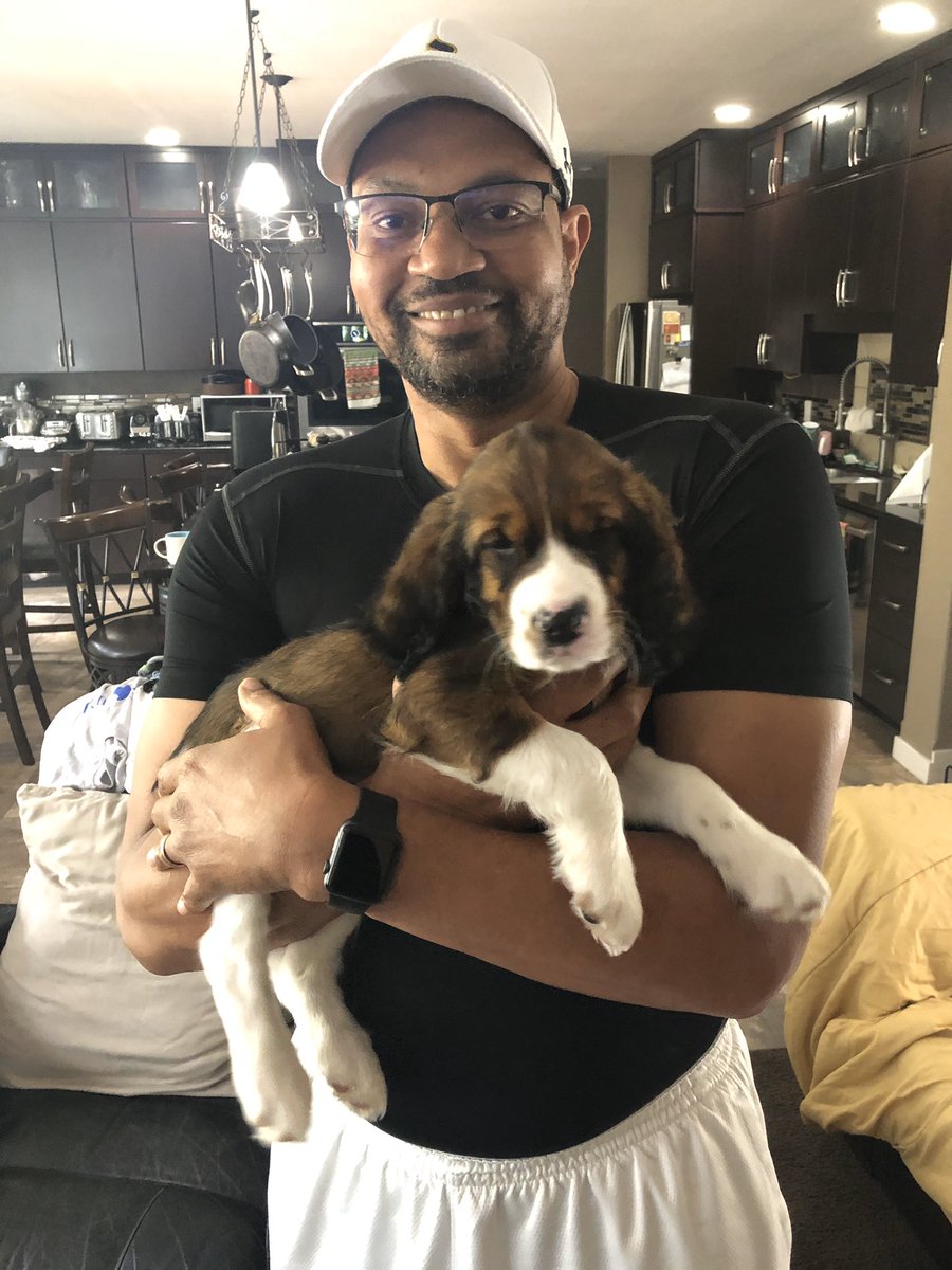 GTAMPastor's tweet photo. My #EnglishSpringerSpaniel pup Louie is growing up so fast! He’s 10 weeks old now. He’s a handful... literally... but a ton of fun and welcomed addition to our family. https://t.co/ada6UWMzgW