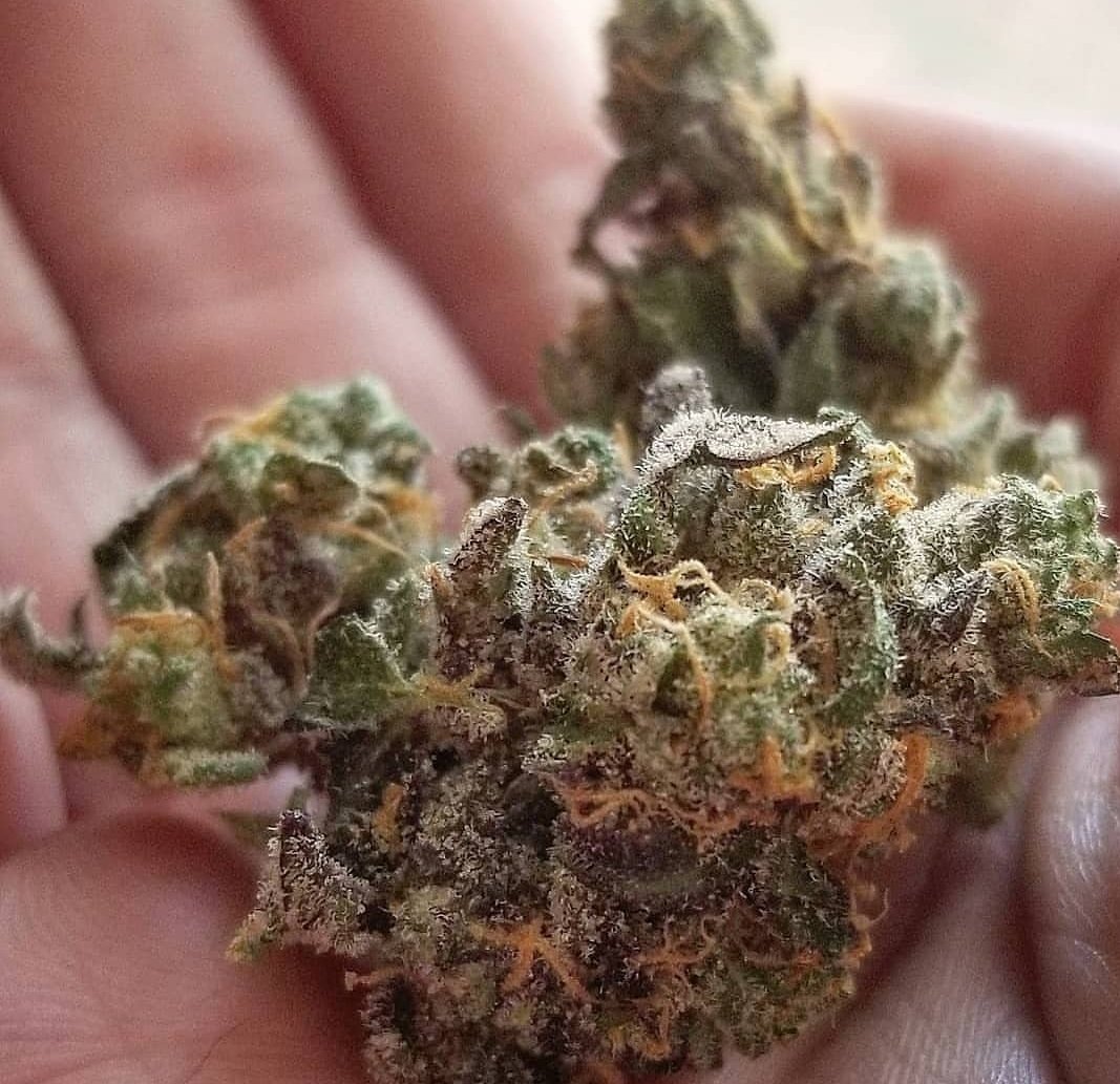 I have it all. What do you need ? #cannabis #nugs #weed #bong #cannabis #smoking #medicalmarijuana #bong #nugs #weednugs #frostynugs #bignugs #nugshot #danknugs #prettynugs #weed #smokeweed #smoke #sesh #cannabis #pot #stoner #stoned #hippie #plants #flowers #high
