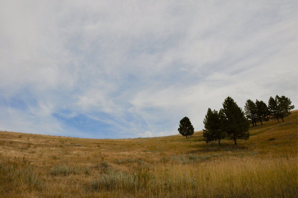 thom_yates's tweet photo. Thinking back to pre-Covid times. @harris_JDH #bisonrange #montana https://t.co/POylrgp7eV