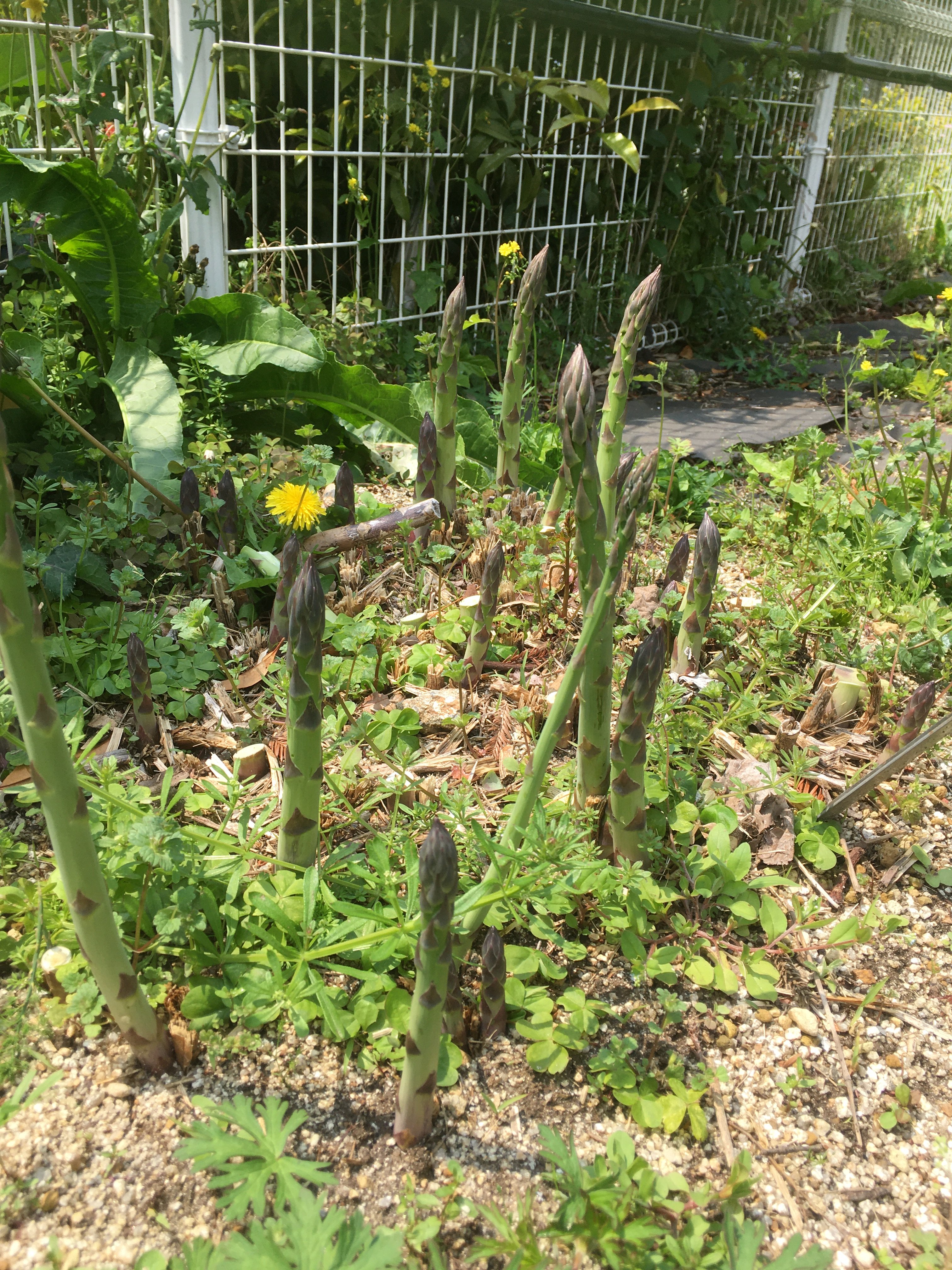 咲くやこの花館 Auf Twitter にょきにょきのびのび アスパラガス だ と言いふらしたくなるけれど お客様はいません キジカクシ科の植物で 勉強のため採りたてを食べる と甘くて絶品でした 赤い実からとった種をまいたら小さい小さいアスパラガスがでてきます 咲く