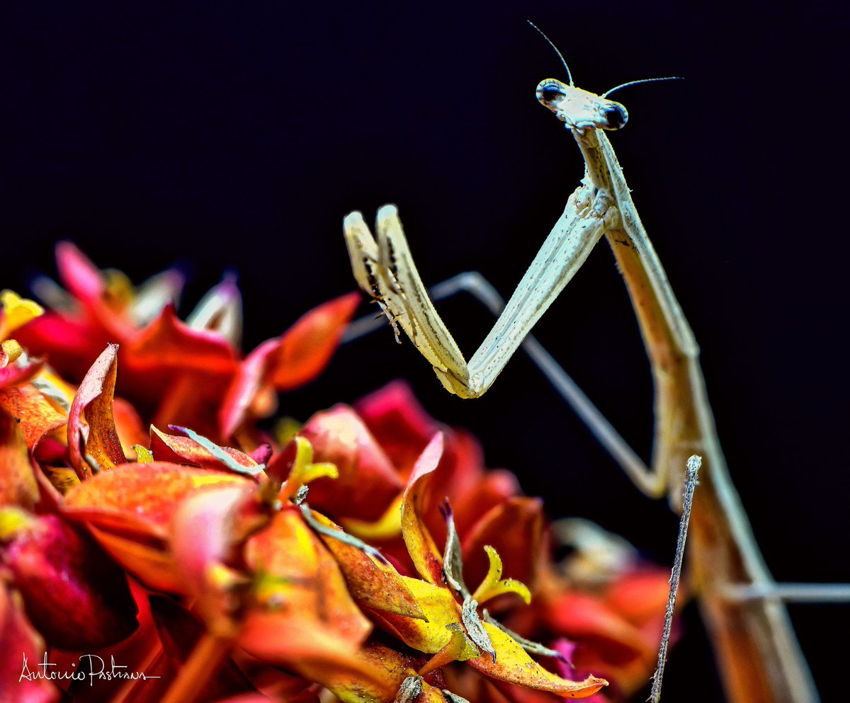 Mantis #homephotography #macro @Aruizmi #mantis #lantana