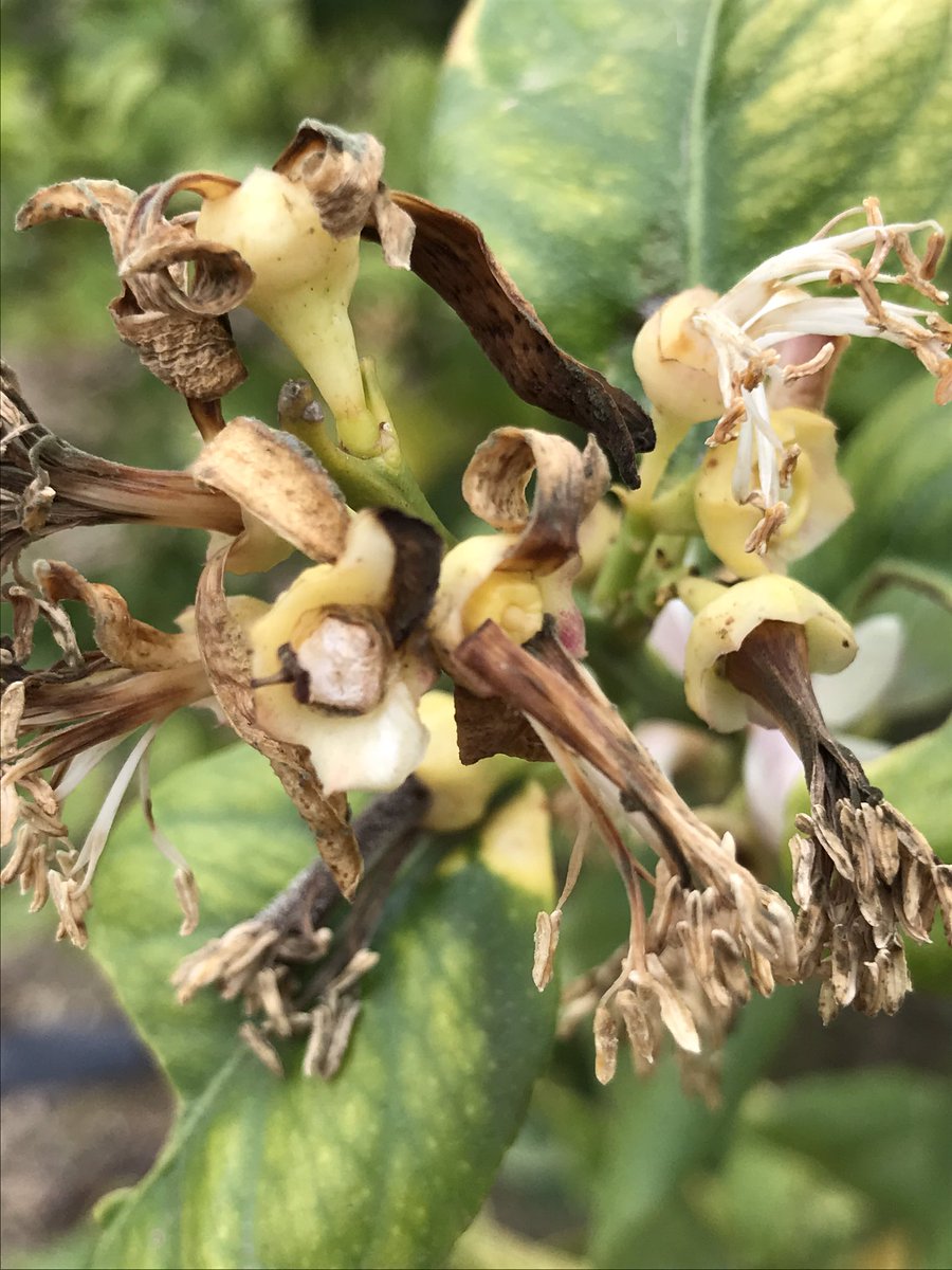Rafa Bernabe tweet media