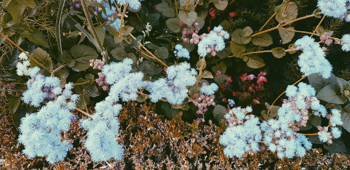 natureza's tweet photo. "Sólo lo que se pierde es adquirido para siempre" 🌸 Henrik Johan Ibsen https://t.co/F9vD2Y2ELQ